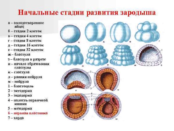 Схема ранних стадий развития зародыша животных