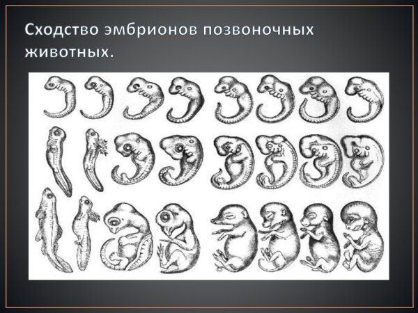 Биогенетический закон Геккеля Мюллера
