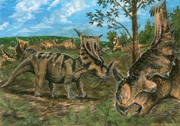 Vagaceratops ВАГАЦЕРАТОПС