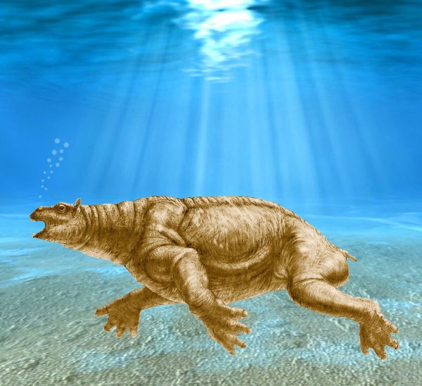 Ounalashkastylus tomidai