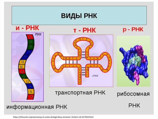 Структура ИРНК ТРНК РРНК