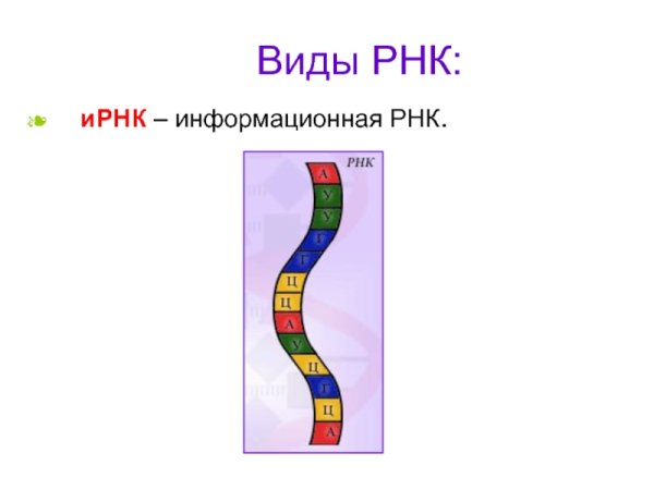 Информационная РНК строение