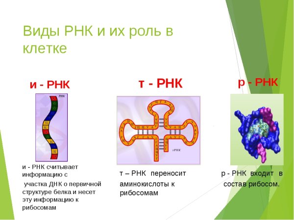 Состав, строение и типы РНК
