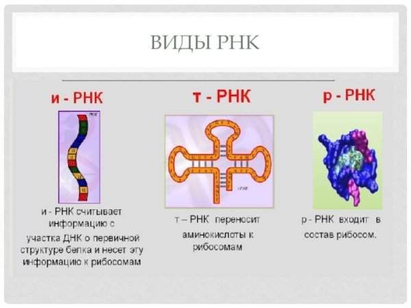 Строение и функции МРНК, ТРНК, РРНК