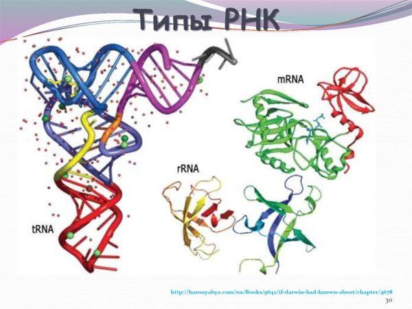 MRNA RRNA TRNA