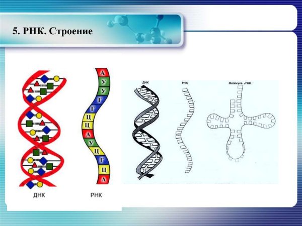 РНК структура молекулы РНК