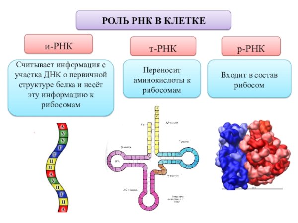 Какого строение и функции РНК