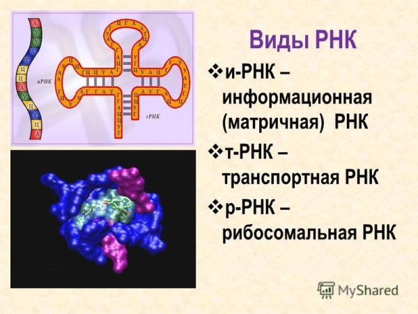 Строение и виды РНК