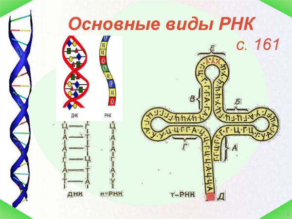 Виды РНК
