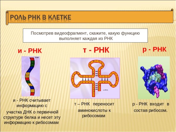 Структура молекулы РНК