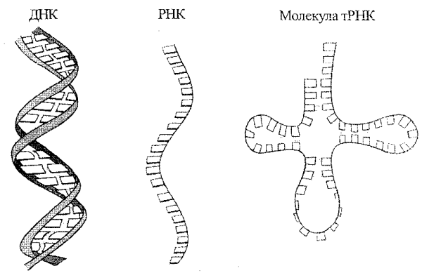 Структура молекулы РНК