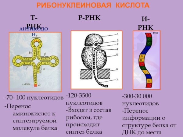 Рибосомальная РНК