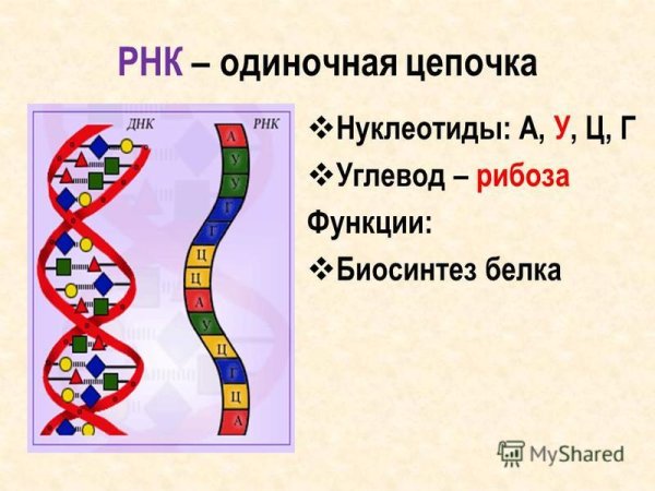 Цепочка молекулы РНК