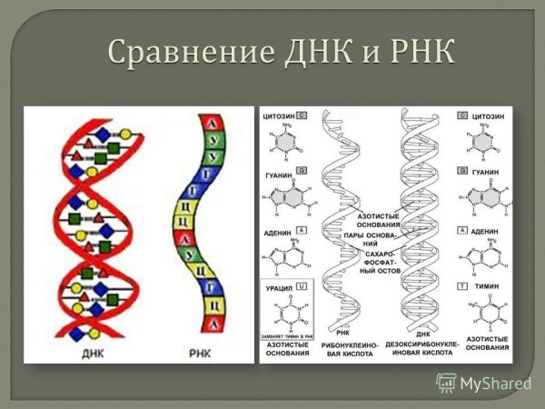 Строение нуклеиновых кислот ДНК И РНК таблица