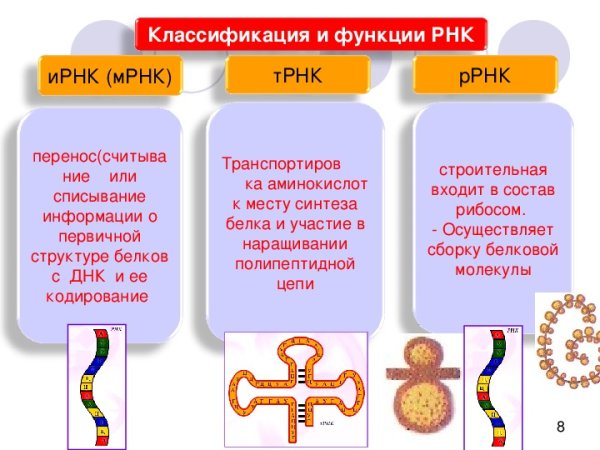 РНК одноцепочечная структура