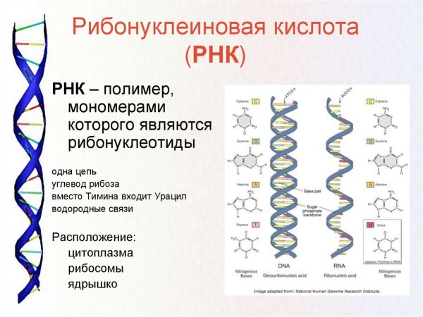 РНК одноцепочечная молекула