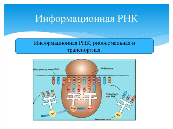 Структура молекулы РНК схема