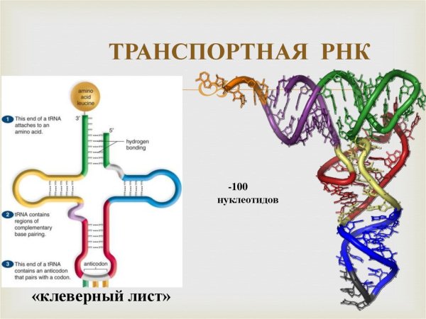 РНК рисунок