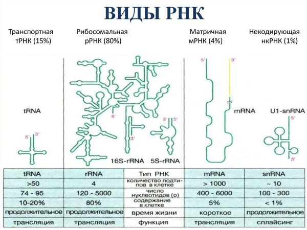 Нуклеиновая ккислота ТРНК строение