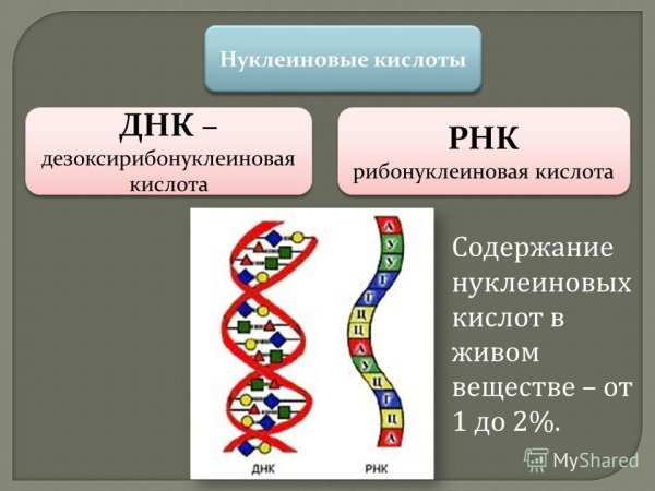 Схема структуры РНК