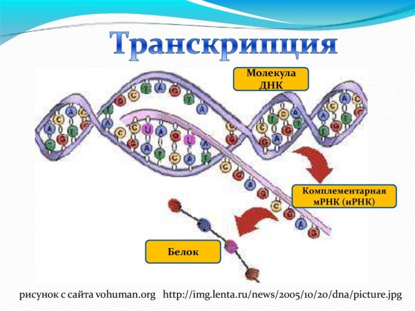 Структура нуклеотида РНК