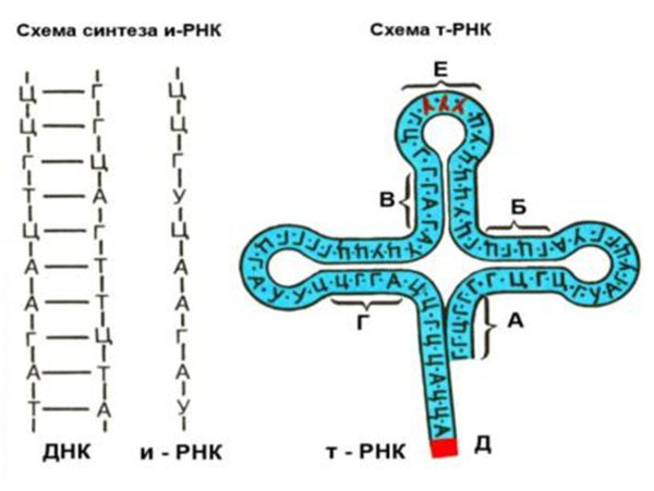 РНК структура молекулы РНК