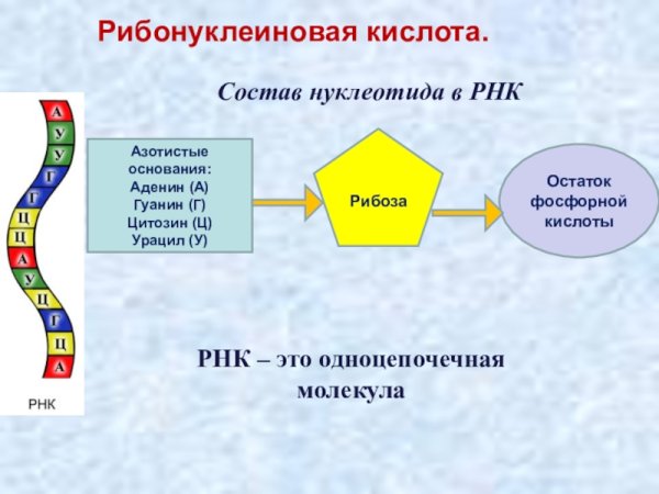 Структура молекулы РНК схема