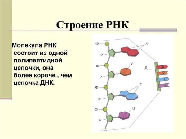 Строение транспортной РНК биохимия