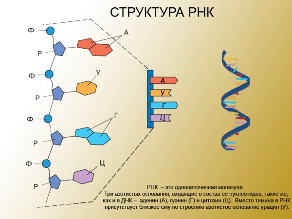 Структура молекулы РНК