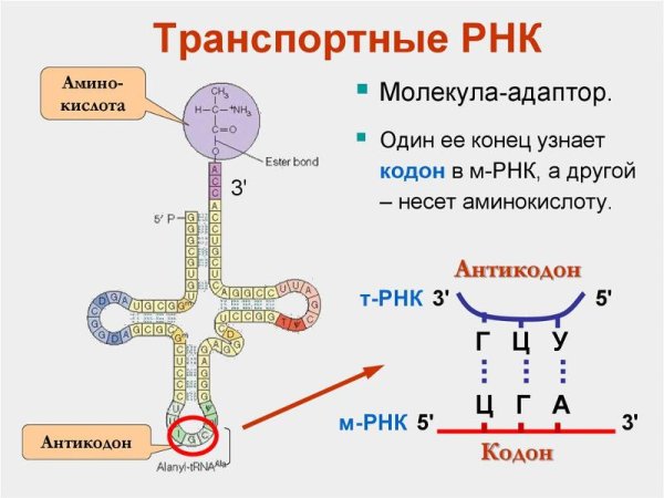 Информационная и матричная РНК