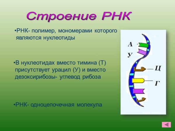 Структуры и роль ДНК И РНК