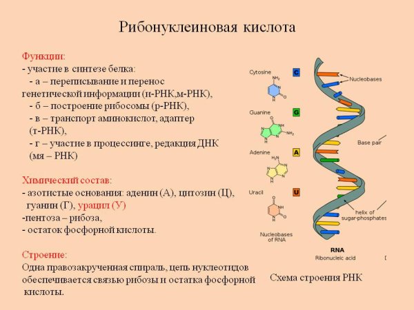 Структура нуклеиновых кислот ДНК И РНК