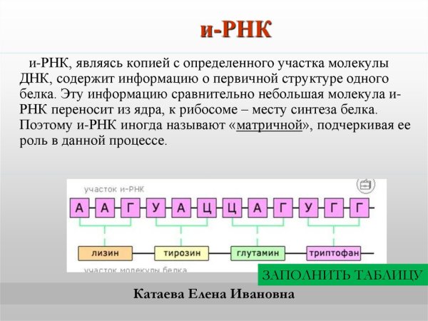 Вторичная структура РНК функции