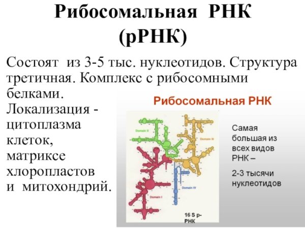 ТРНК ИРНК РРНК таблица