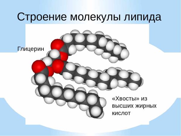 Фосфолипиды строение молекулы