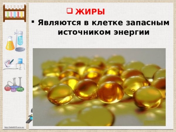 Жиры биология
