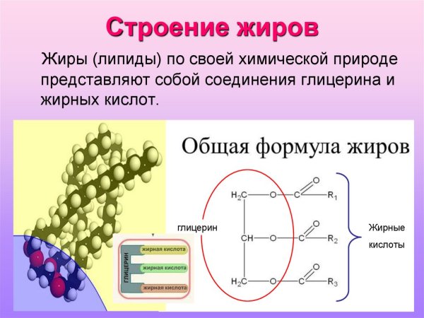Жиры структура