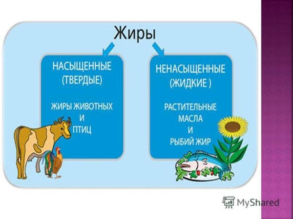 Функции пищевых жиров