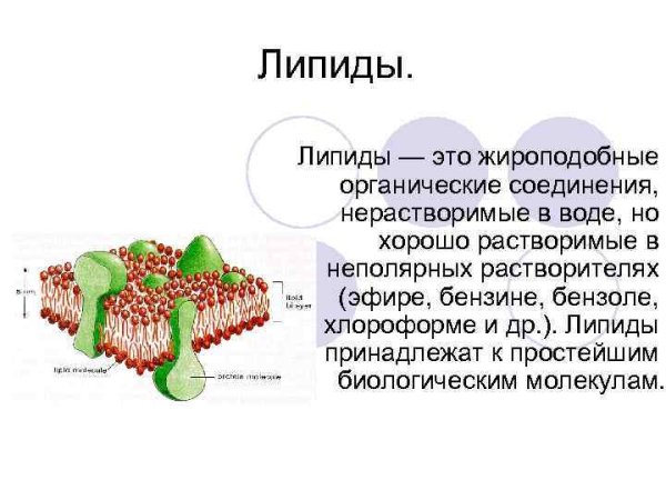 Жиры липиды