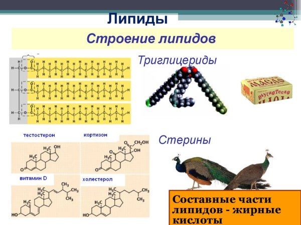 Строение молекул липидов формула
