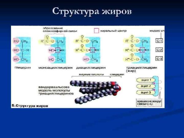 Биологическое строение жиров