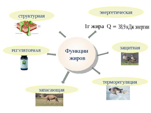 Структура жира формулы