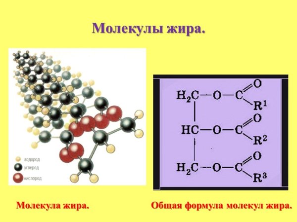Классификация жиров таблица 10 класс