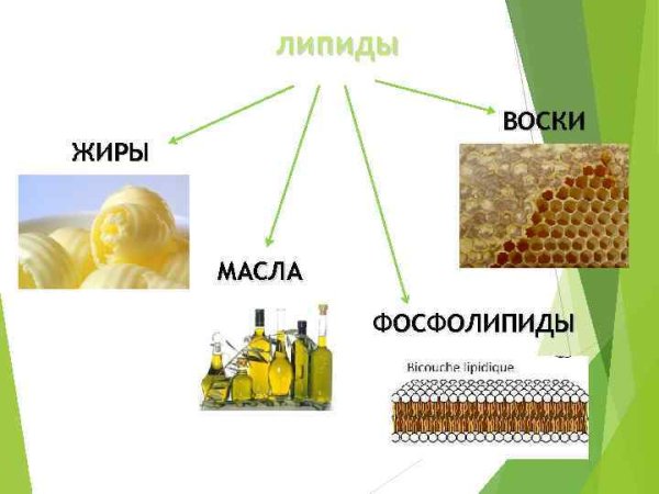 Функции жира в организме человека