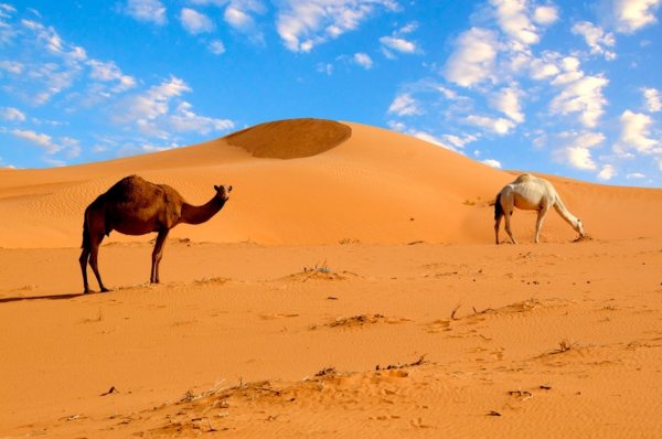 Пустыня сахара (Sahara Desert)