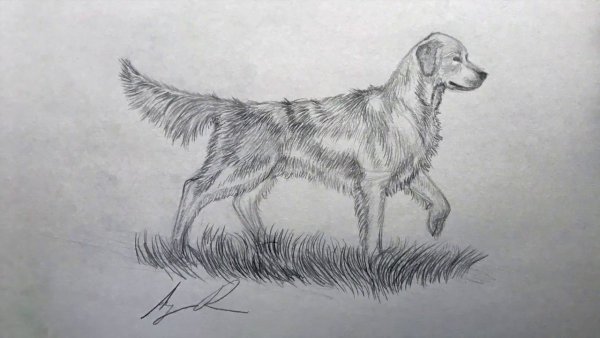 Кусака нарисовать