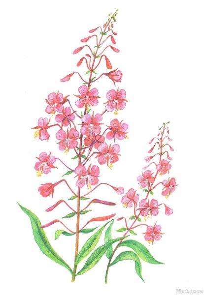 Паустовский заботливый цветок рисунок