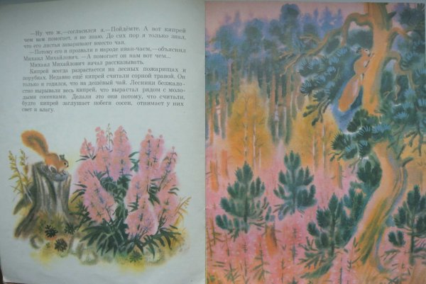 Кипрей узколистный акварель
