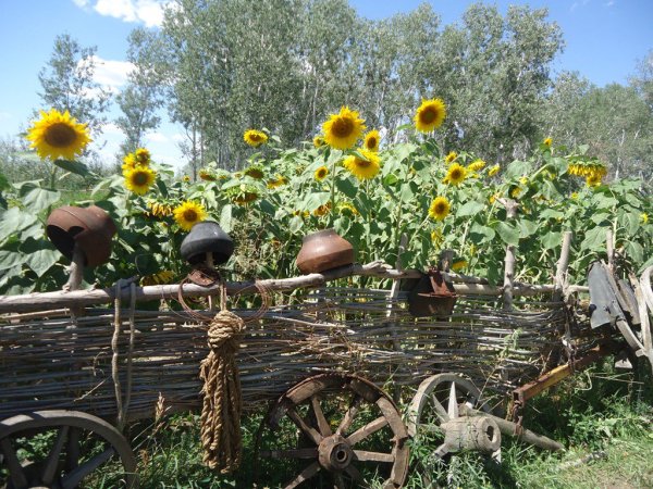 Кубань плетни Подсолнухи