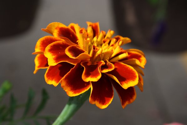Бархатцы цветок картинки (49 фото)